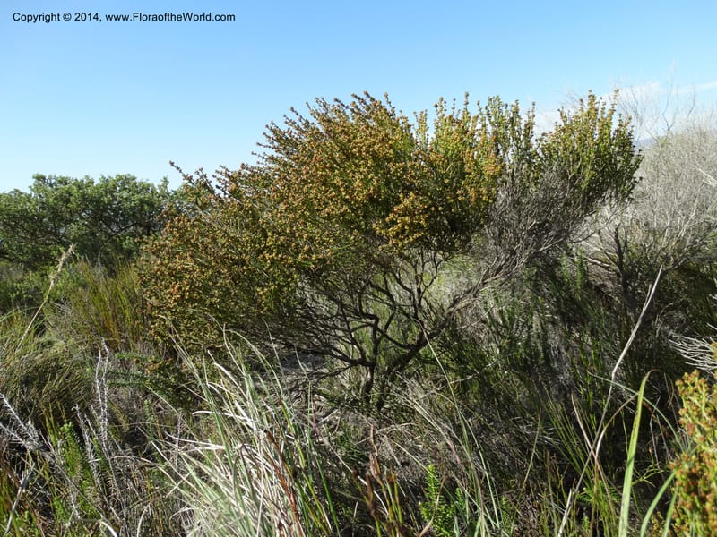 Erica, Davidson, C 12302B--South Africa. Western Cape. De Hoop Nature Res. 22 Jan 2014. DSC01681 (129).JPG