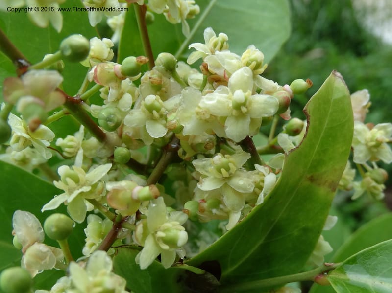 Lepisanthes fruticosa, Buerki, S 361--Sabah. Ulu Senagang. 9 Oct 2014. DSC03434 (44).JPG