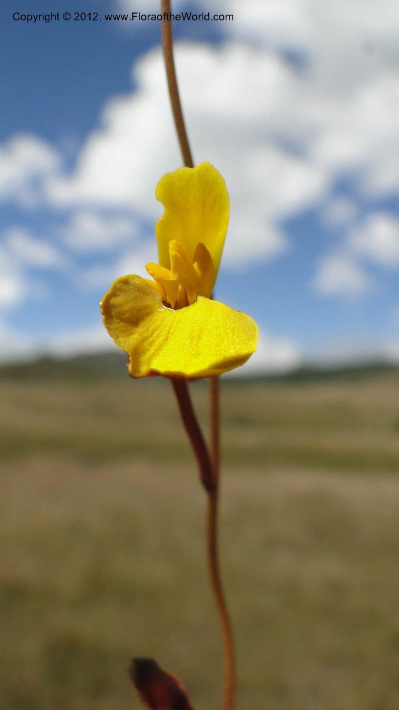 Utricularia prehensilis, N. Manjato 175--Madagascar. E of Ambositra toward Antoetra. 2 May 2010 196 (7).jpg