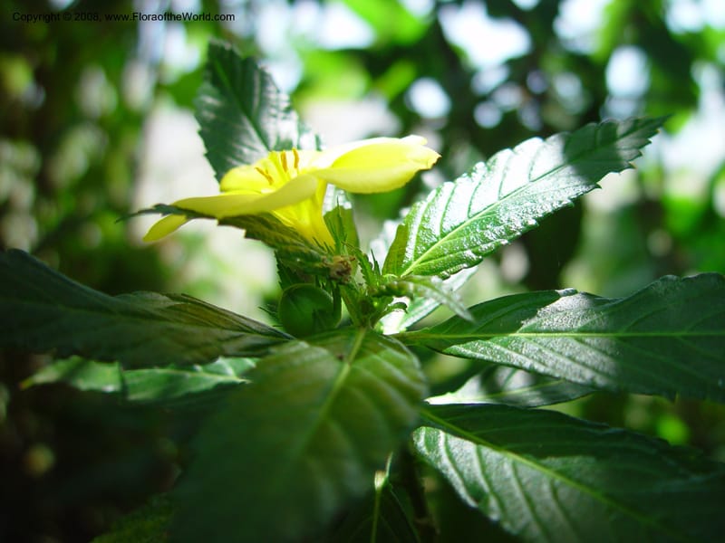 Turnera ulmifolia--Costa Rica. INBio Parque, San Jose. 29 Mch 03. 101.jpg