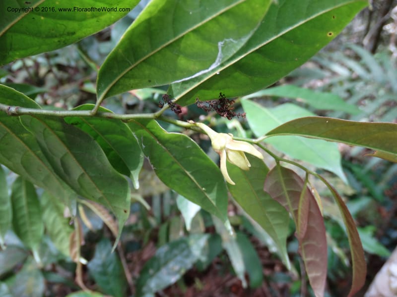 Artabotrys, Davidson, C 12924--Sabah. Kinabalu Nat. Park. Bundu Tuhan View Trail. 28 Mar 2015. DSC00951 (250).JPG