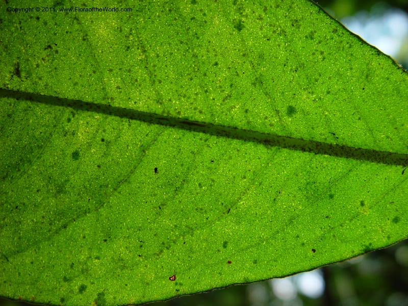 Parathesis, H. Gomez Dominguez 259--MX. Chiapas. Mpo. Berriozbl. Rd. to Buena Vista. 15 Mch 03. 006 (3).jpg