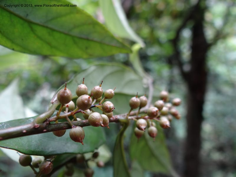 Maesa japonica, Davidson, C 12004--China. Anhui Prov. San Qing Shan. 4 Jun 2012. DSC01825 (131).JPG