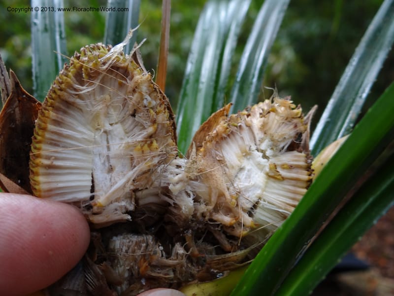 Pandanus dorystigma, Callmander 1000--Sarawak.. Bot. Res. Center, Semengoh. 26 Mar 2012. DSC05403 (18).JPG