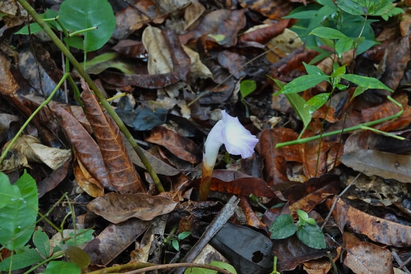 Aframomum, C. Davidson 13951--Gabon. Mondah. Arb Raponda Walker. 4 Nov 2018. DSC01949 (176).JPG