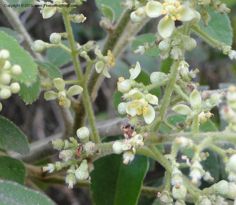 Clausena, Regalado 1953--Viet Nam. Forest Block 19. 15 May 2011. 270 (5).jpg
