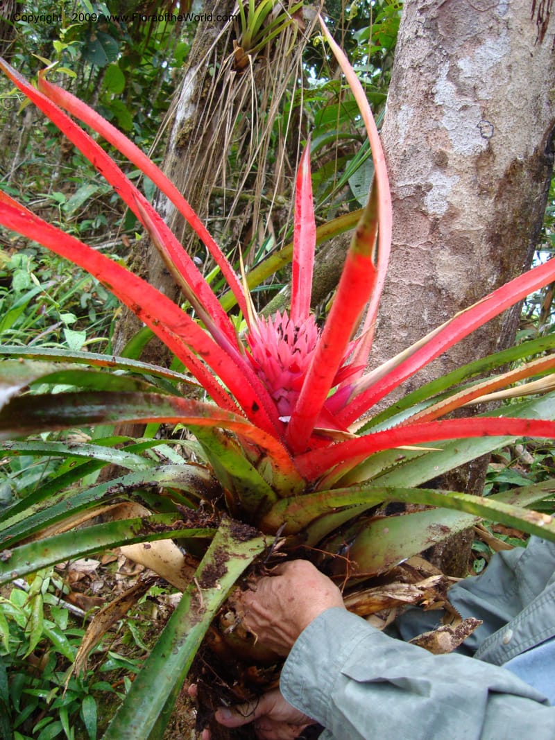 Bromeliaceae...DN15921,Ecuador.Prov.ZamoraC.WawaimePlotEcuacorriente22Sep2007 293.jpg