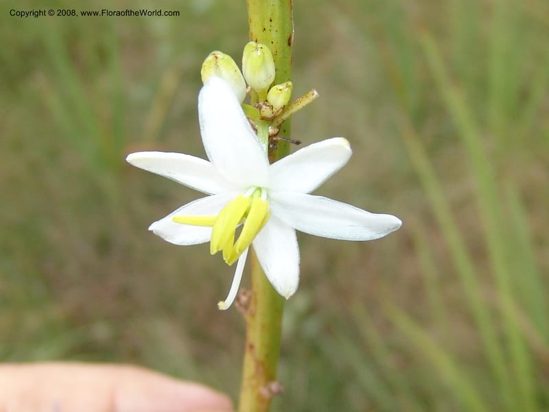Chlorophytum crookianum--So.Africa. KZN. Midl. Meand. Granny Mouse. 13 Mch 05. 062.jpg