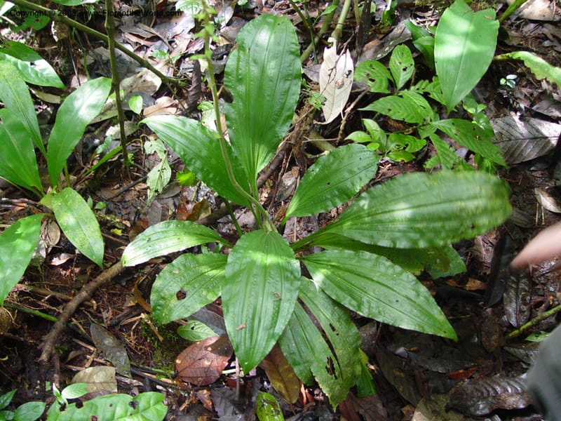 Calanthe sylvatica cf--Cameroon. Mt. Cameroon. 5 Dec 03. 068.jpg