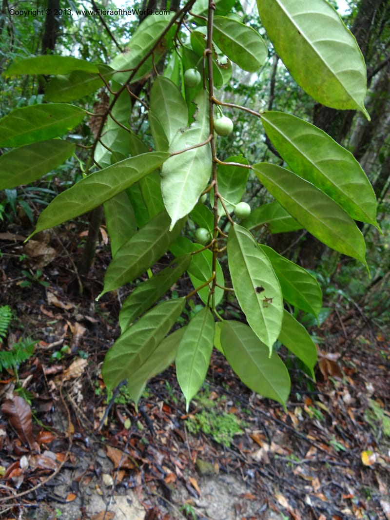 Ficus, S.98873--Malaysia, Sarawak. Kubah Nat. Park. 28 Mar 2012. DSC05973 (209).JPG