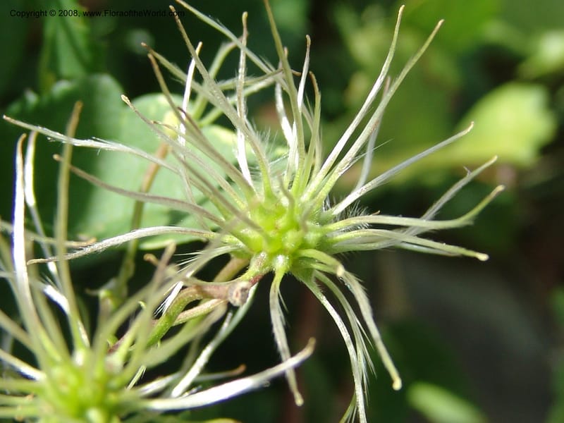 Clematis brachiata--So.Africa. E. Cape. R58 SE of Lady Grey. 10 Mch 05. 059.jpg