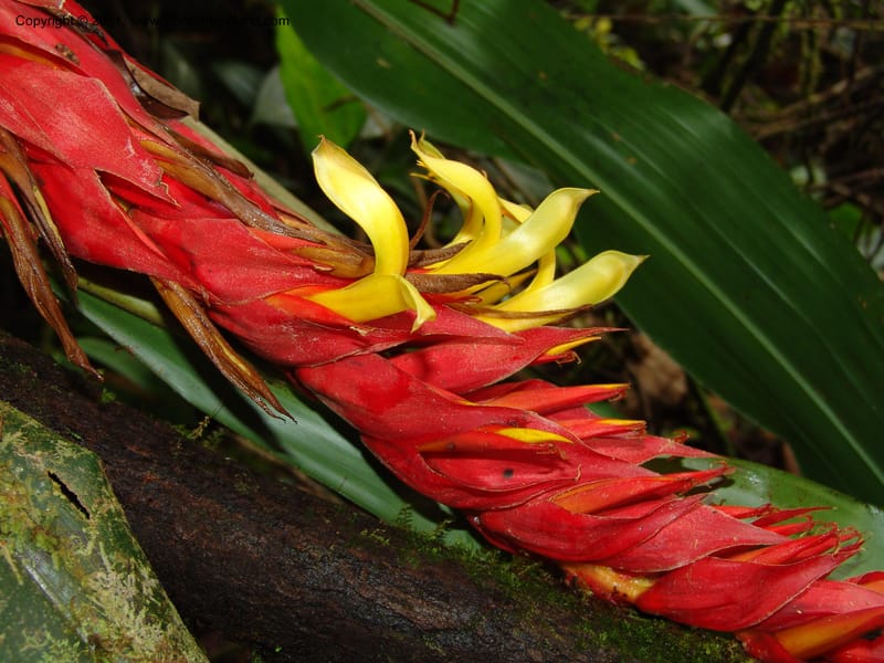 Pitcairnia ferrell-ingramiae, Croat95131--Ecuador. Esmeraldas. Alto Tambo. 21 Feb 05. 249 (7).jpg
