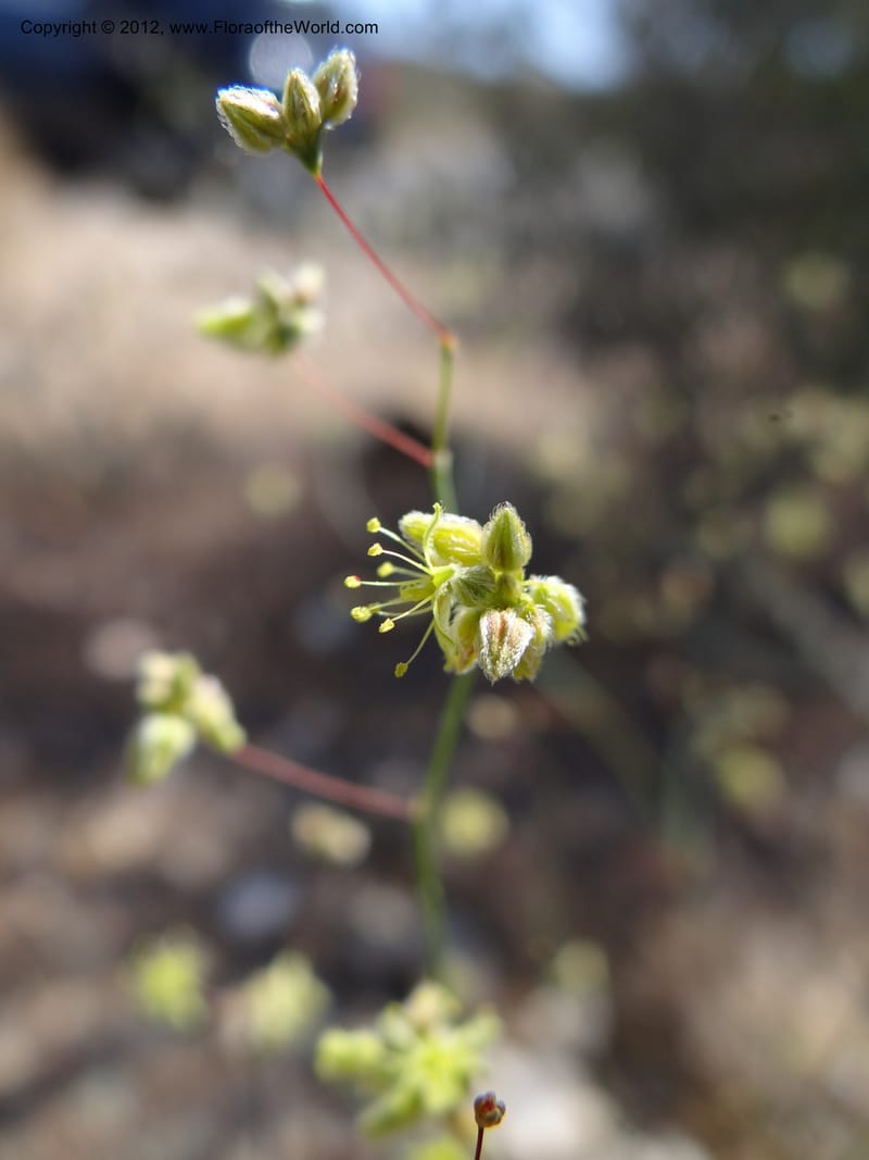 Eriogonum inflatum, Davidson, C 11926--AZ. Yavapai Co. Crown King Rd. 7 May 2012. DSC0894 1 (105).JPG