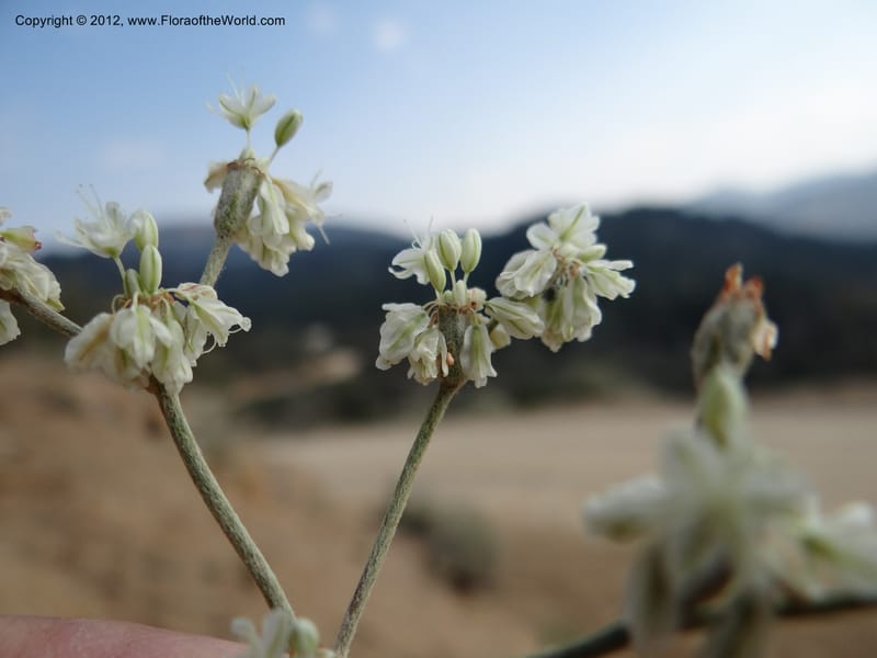 Eriogonum strictum var. proliferum, Davidson, C 12096--ID. Owyhee Co. Silver City. 20 Aug 2012. DSC04305 (67).JPG