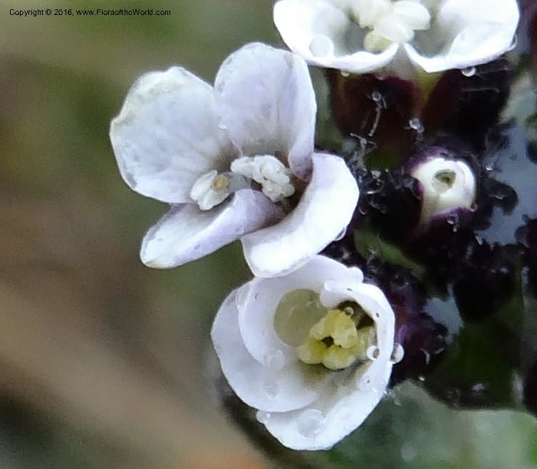 Draba, Ulloa, C 2421--Ecuador. Pichincha. Nevado Cayambe. 6 Oct 2012. DSC07236 (181).JPG