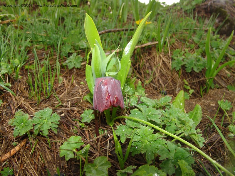 Fritillaria latifolia--Georgia. Ca. Cross Pass. Georgia Milt. Hwy. 1Jun 05. 043.jpg