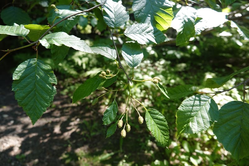 Alnus viridis subsp. fruticosa, C. Davidson 13827--ID. Shoshone Co. Hobo Cedar Grove. 9 Jul 2018. DSC06256 (163).JPG