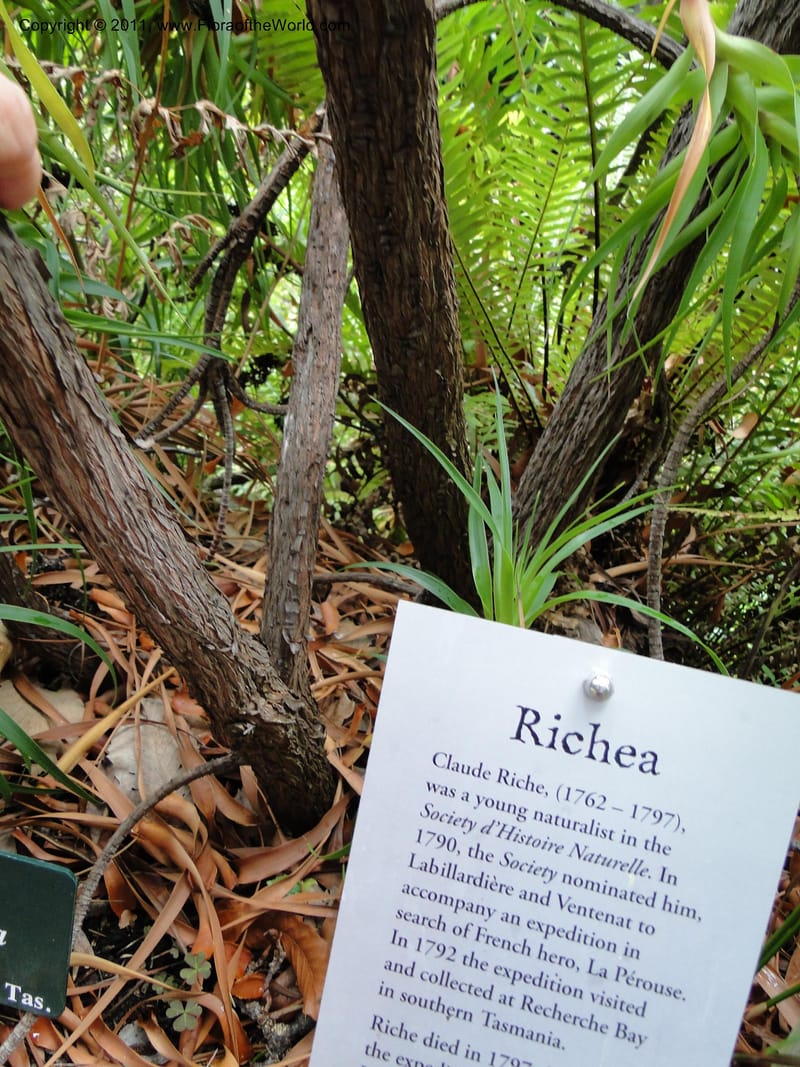 Richea dracophylla--Tasmania. Royal Tasmanian Botanical Garden. 26 Jan 2010. 2666 (3).JPG