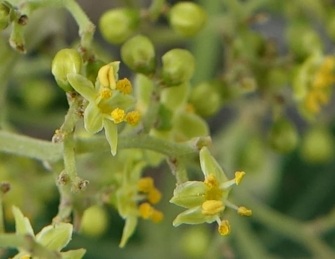 Schinus areira, Fortunato 13200--Argentina. Hwy 150 S of San Augustin. 9 Feb 2018. DSC09845 (53).JPG