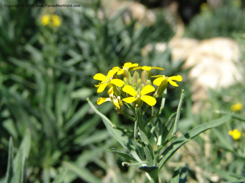 Erysimum suffruticosum--Spain. Andalucia. Jardin Botanico de Cordoba. 2 Oct 04. 117.jpg