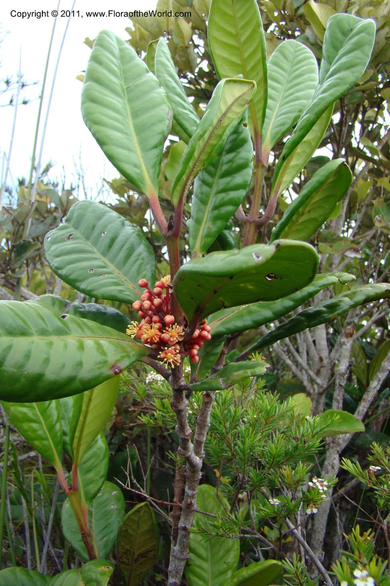 Austrobuxus montis-do, M. Callmander 792--New Caledonia. Mont Dore. 20 Jan 2010. 001 (46).jpg