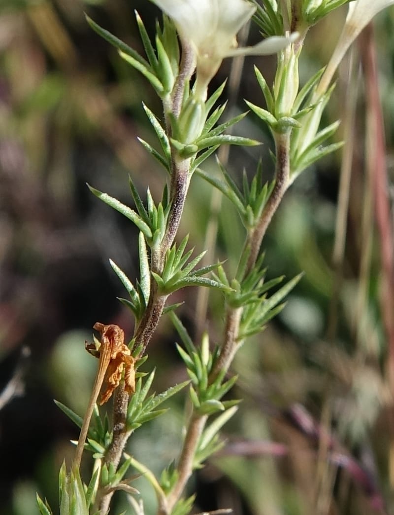 Leptodactylon pungens, C. Davidson 13670--ID. Hwy 20 W of Arco. Open basalt flow. 18 Jun 2017. DSC02519 (74).JPG