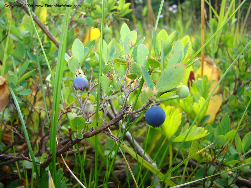 Vaccinium occidentale, CDavidson11283--ID. Idaho Co. Granite Lake. 25 Aug 08. 044.jpg