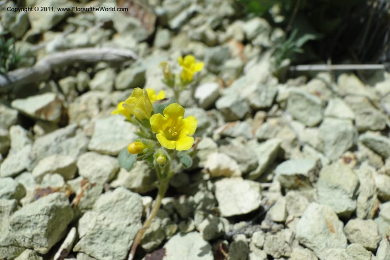 Phacelia lutea var. lutea, C. Davidson 11856--Oregon. Malheur Co. Leslie Gulch. 30 June 2011. 284 (1).jpg