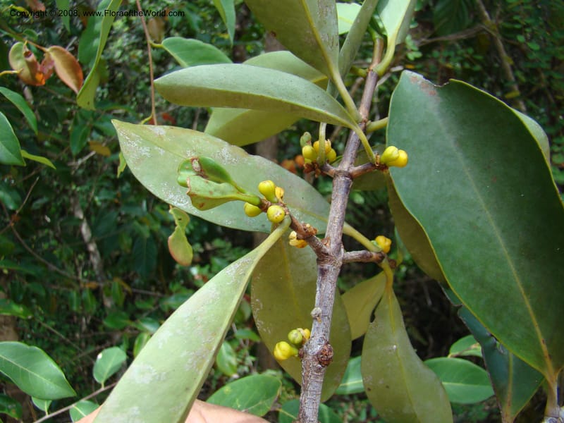 Garcinia neglecta, JMunzinger4669--N.Caled. Dumbea Dam in Dumbea Riv, S of Noumea. 11 Nov 07. 247.jpg