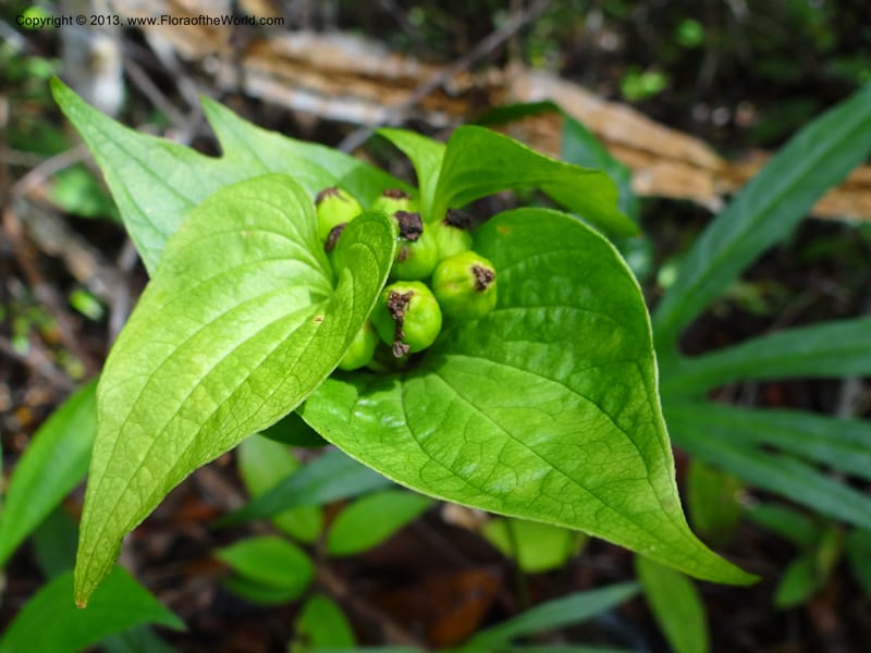 Tacca palmata, SAN.153244--Malaysia, Sabah. Tawai For. Res. 9 Apr 2012. DSC07890 (49).JPG
