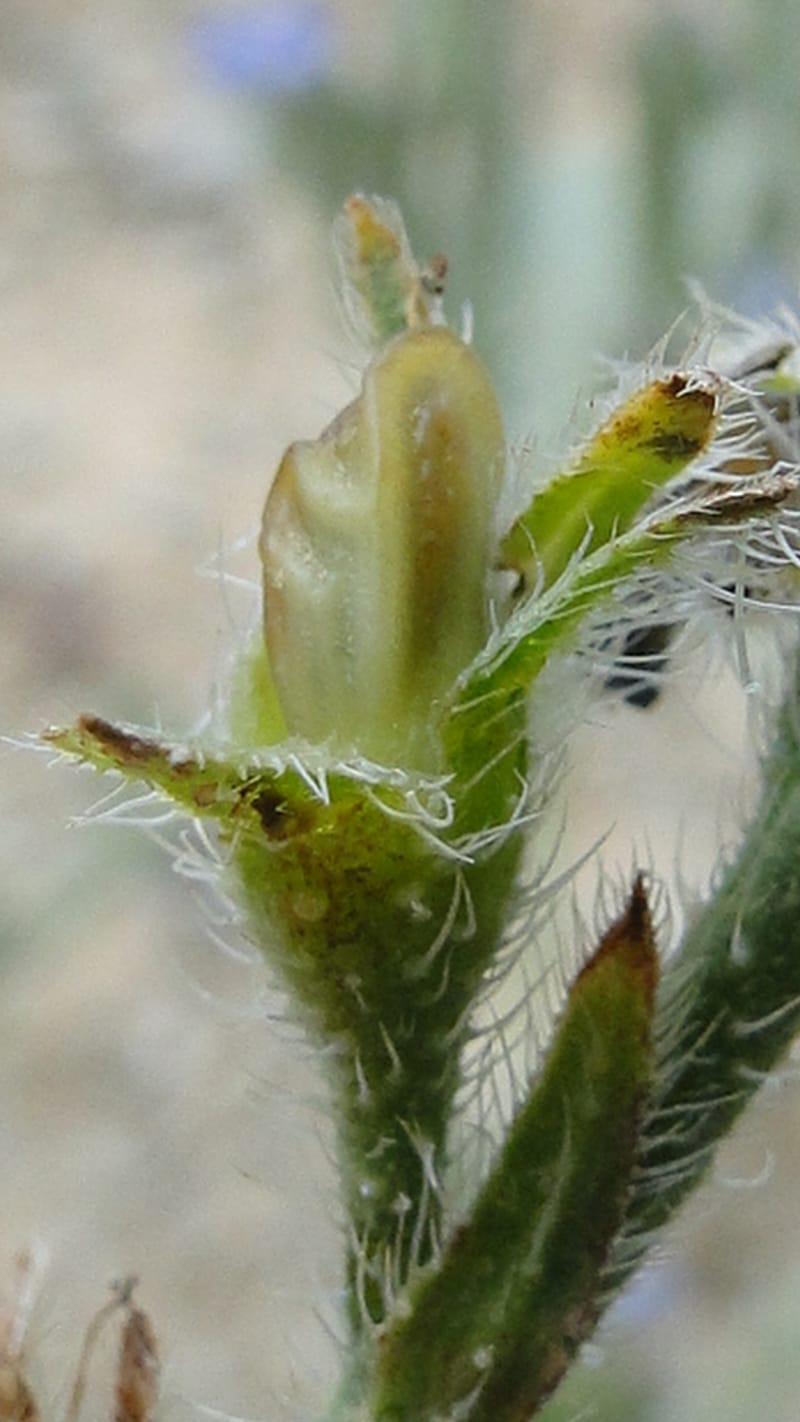 Anchusa italica, 6.1--Iraq. Kurdistan. Shakh-i Sakran. 19 June 2010. 105 (8).jpg
