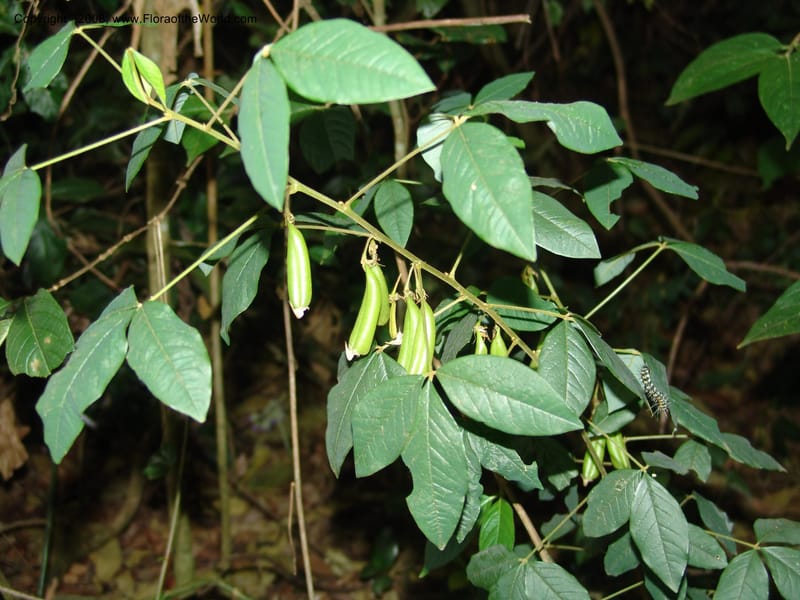 Crotalaria--Kenya. Limuru. Forest fragment near Brackenhurst Ctr. 11 Jul 04. 028.jpg