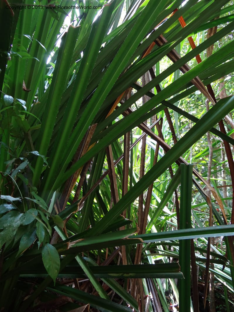 Pandanus kamiae, Callmander 1016--Malaysia, Sarawak. Bako Nat. Park. Lintang Trail. 30 Mar 2012.  NDSC06186 (149).JPG