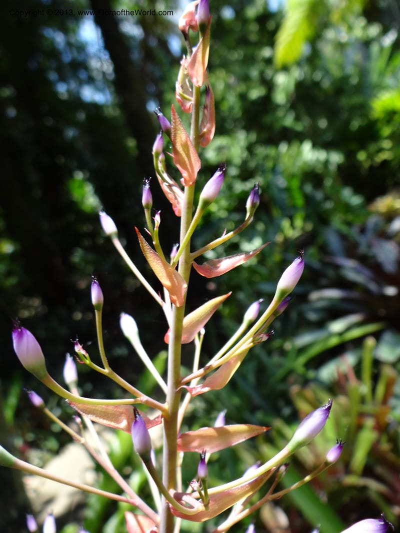 Portea leptantha--Australia. Queensland. Cairns B. G. DSC09035 (61).JPG