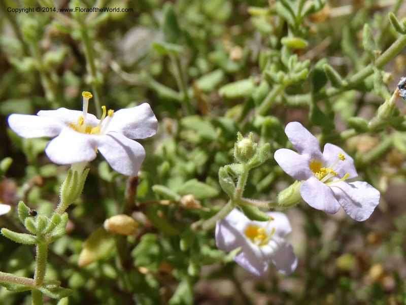 Sutera hispida, Davidson, C 12260--South Africa. Western Cape. Swartberg Pass Rd. 19 Jan 2014. DSC00537 (56).JPG