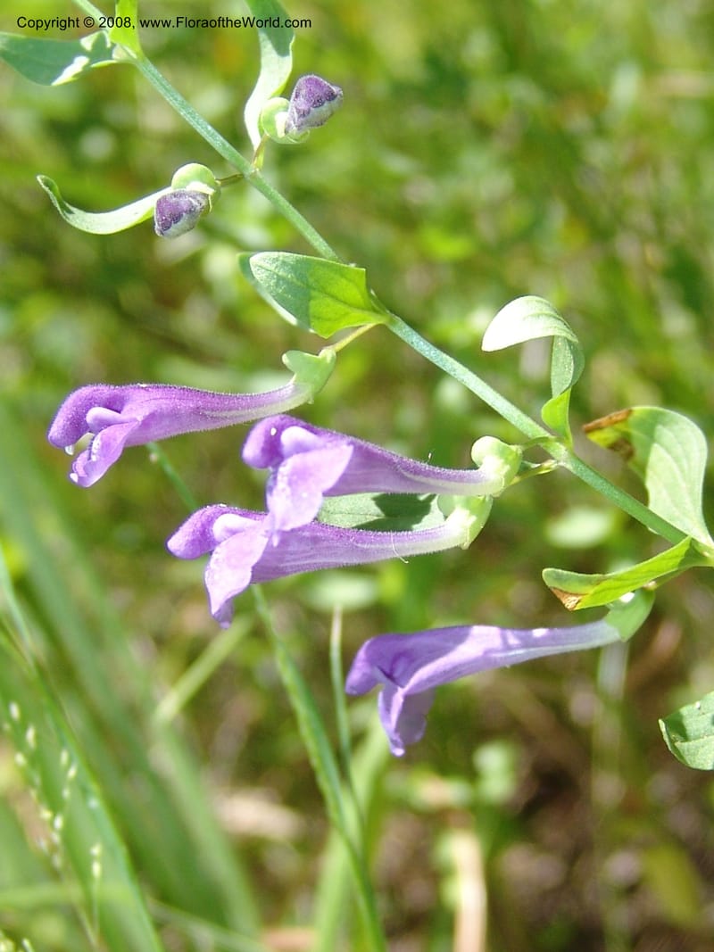 Scutellaria angustifolia--ID. Valley Co. Sylvan Beach reservoir and trail. 24 Jul 05. 250.jpg