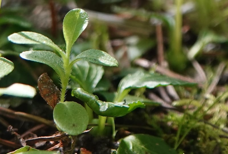 Moneses uniflora, C. Davidson 14039--ID. Valley Co. Sylvan Cr. Payette Lake. 31 July 2019. DSC01112 (11).JPG