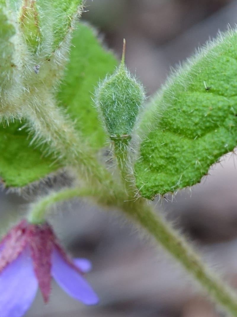 Tremandra stelligera, Davidson, C 13511--Australia. W.A. Valley of the Giants Rd. 29 Oct 2016. DSC06689 (90).JPG