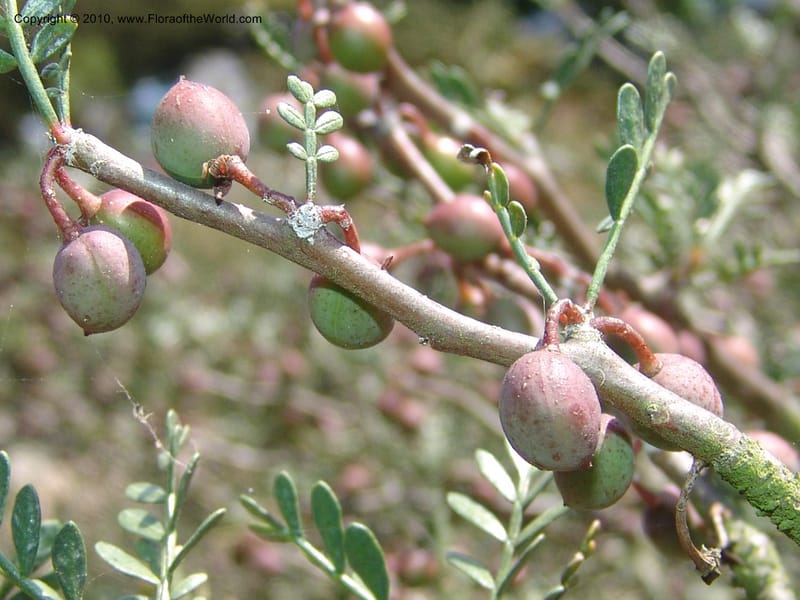 Bursera microphylla--CA. Quail Botanical Garden. 9 April 05. 106.jpg