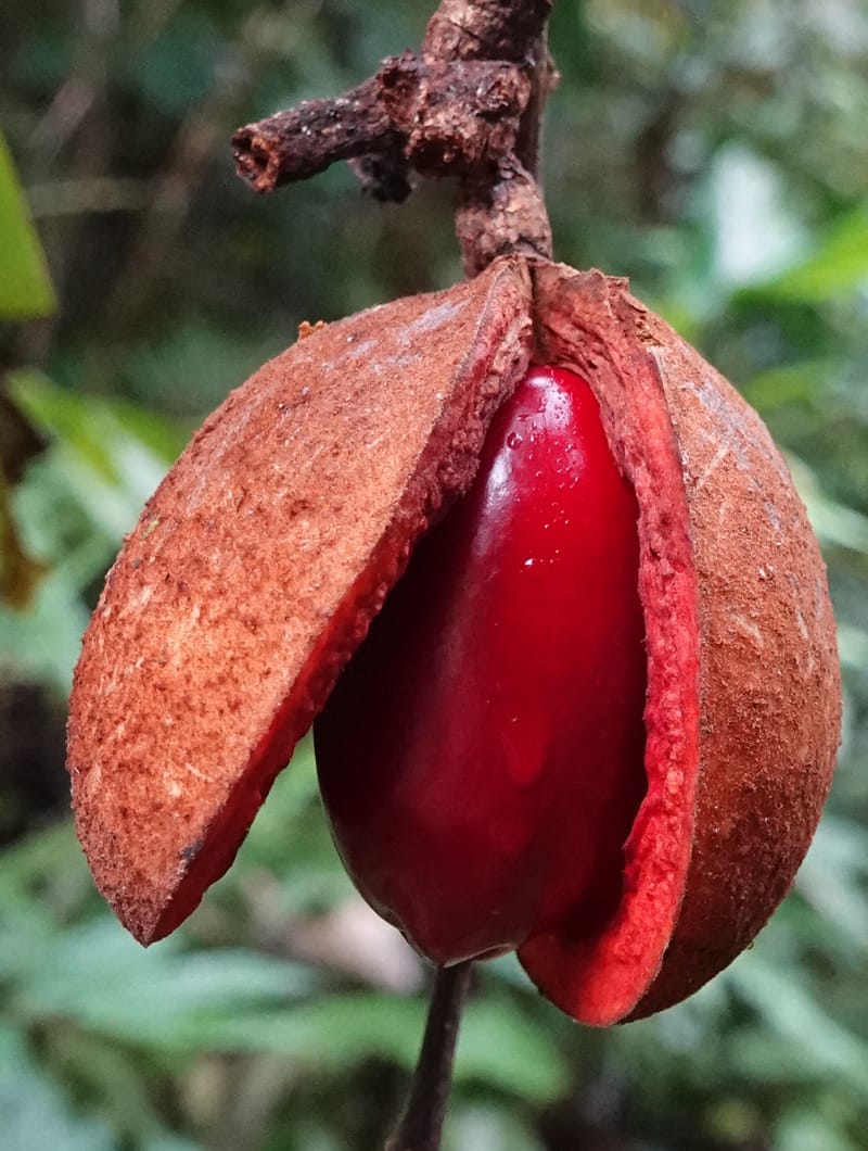 Staudtia gabonensis, C. Davidson 13939--Gabon. Maurel & Prom Oil Rd. 2 Nov. 2018. DSC01376 (254).JPG