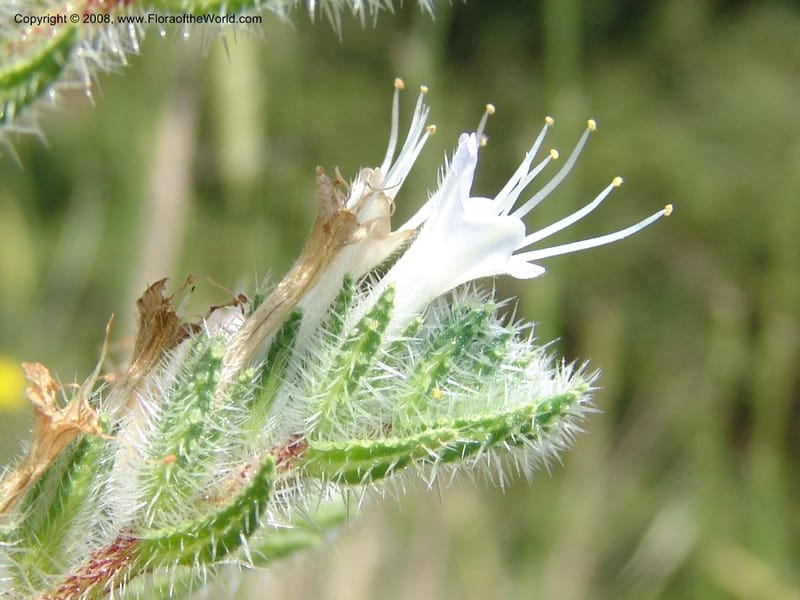 Echium italicum ssp biebersteinii--Crete. Ep. Kisamos. Sirikari Gorge. 25 May 05. 144.jpg