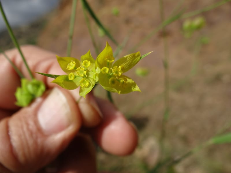 Bupleurum--Kurdistan. Tawailla. Stop 3. 22 May 2013. DSC04827 (27).JPG