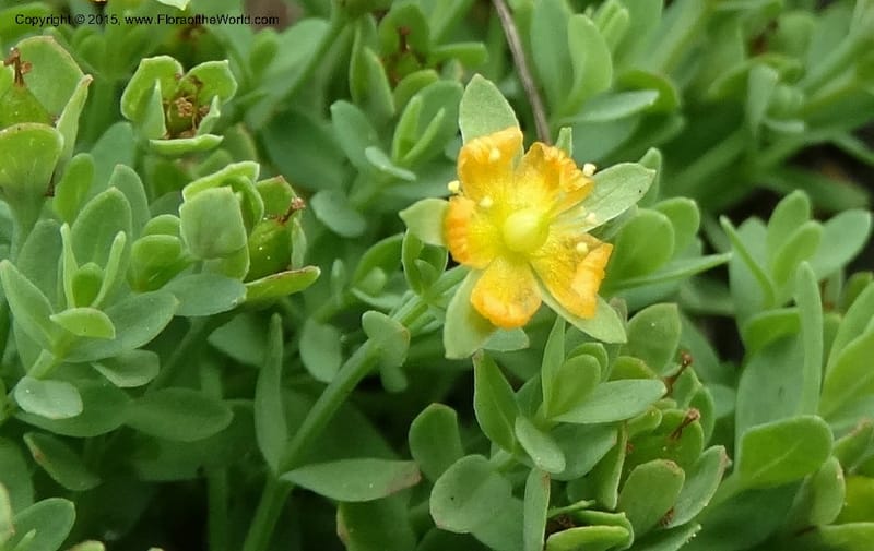 Hypericum anagalloides, Davidson, C 12613--ID. Valley Co. Squaw Meadows. 21 Jul 2014. DSC01008 (12).JPG