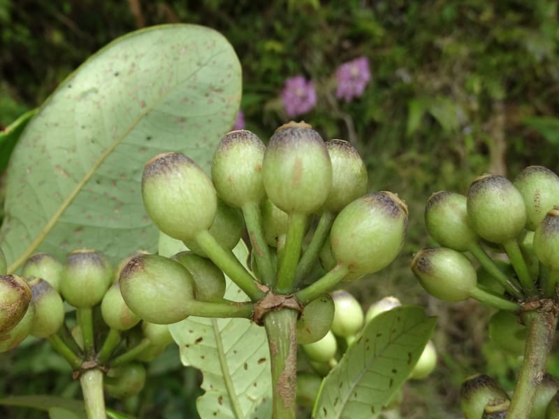 Plerandra grandiflora, Plunkett, G 3178--Fiji. Delaikoro Mtn. 3 Nov 2015. DSC08393 (130).JPG