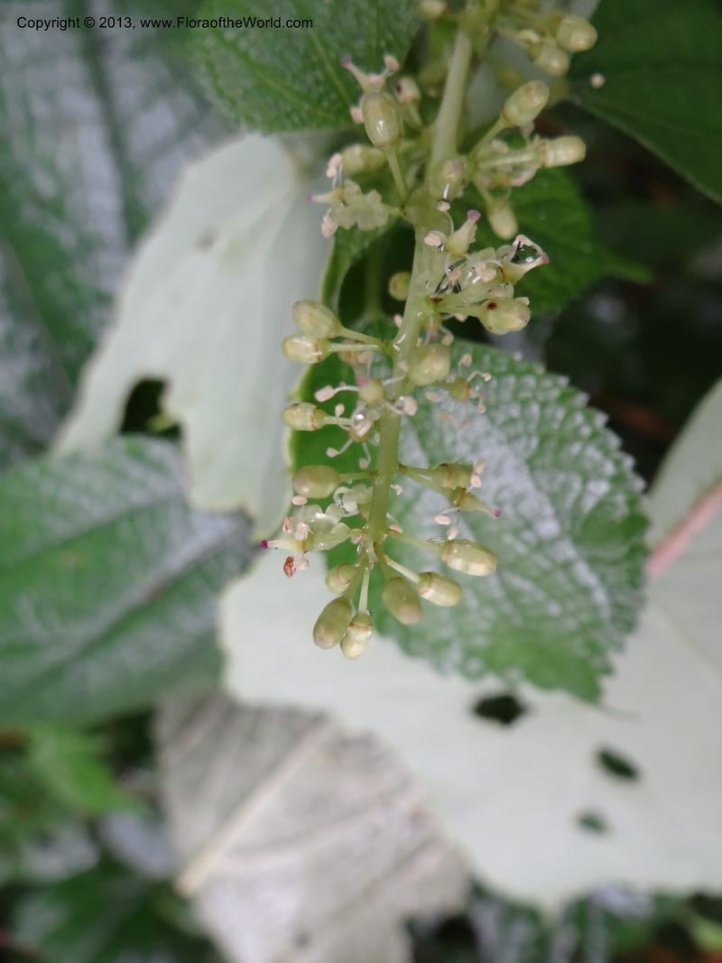 Vitis davidii, Davidson, C 12012--China. Anhui Prov. Huang Shan. 6 Jun 2012. DSC01928 (46).JPG