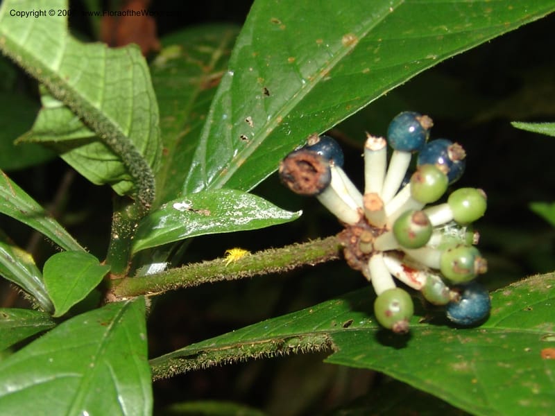 Psychotria, MLeal1164--Gabon. Prov. Og.-Iv. Res. Lope. Fougere Brulee. 19 Apr 06. 144.jpg