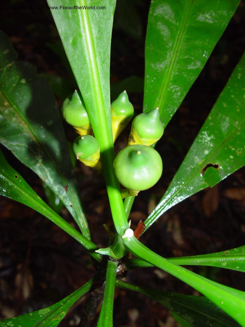 Potalia amara, JSmith4124--French Guiana. Treson Res. Nat. 12 Mch 02.  002.jpg