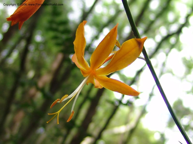 Crocosmia aurea--So.Africa. KZN. Midl. Meand. Granny Mouse. 13 Mch 05. 108.jpg
