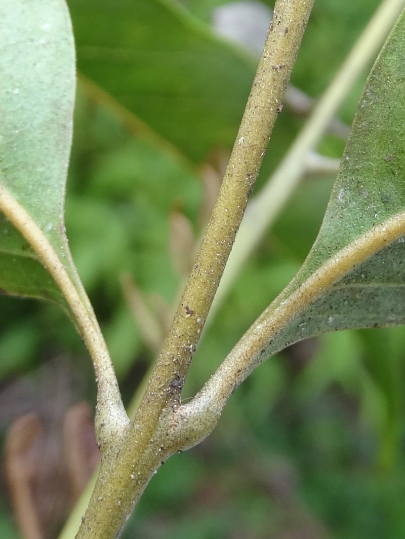 Arytera brackenridgei, Lowry, P 7334--Fiji. Vesidrua Vill. 5 Nov 2015. DSC09139 (24).JPG