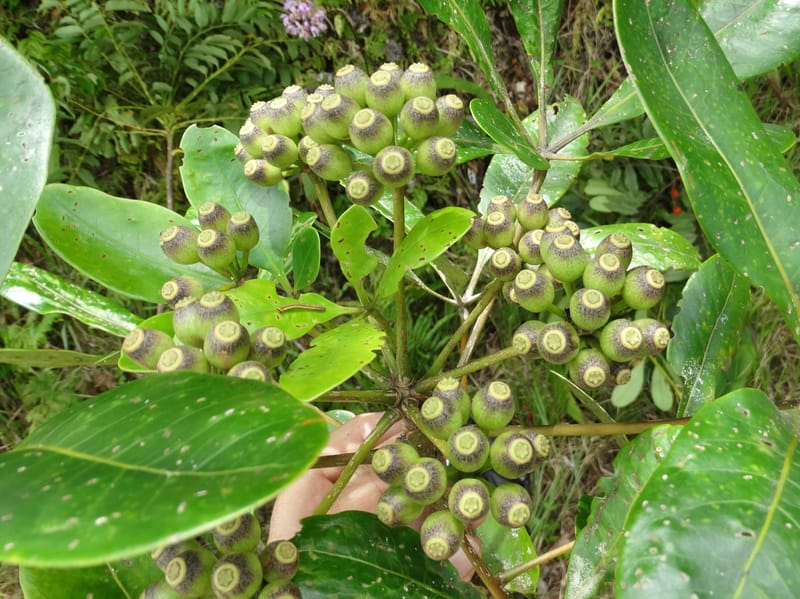 Plerandra grandiflora, Plunkett, G 3178--Fiji. Delaikoro Mtn. 3 Nov 2015. DSC08393 (129).JPG